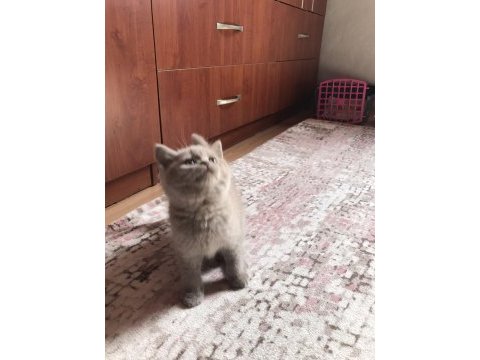 Lilac british shorthair
