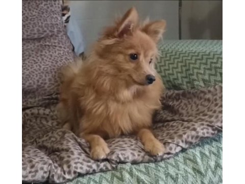 0 numara pomeranian spitz erkek ve dişi