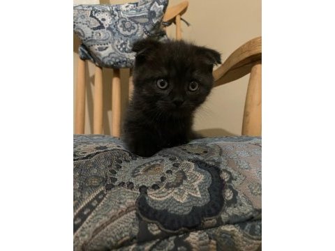Scottish fold yavrularımız yeni yuvalarını arıyor.