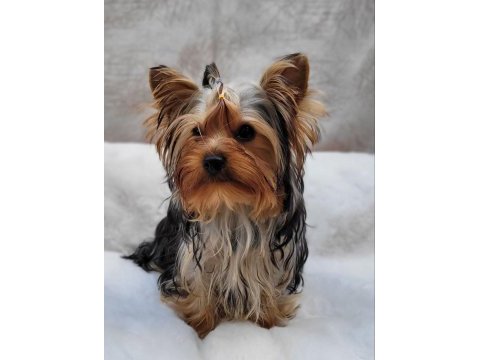 Yorki yavrular