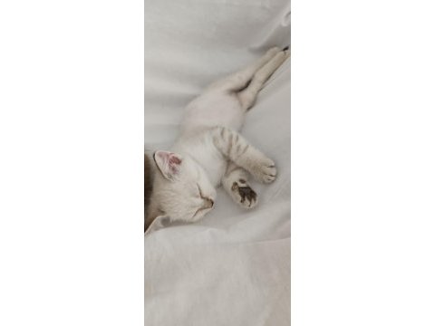 Yavru kedimiz yeni yuvasına gitmeye hazır