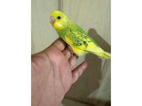30 günlük erkek bebek muhabbet kuşumuz