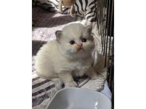 British longhair ıce