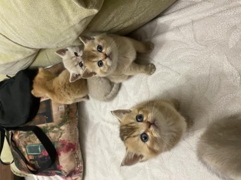 Golden british shorthair bebekler