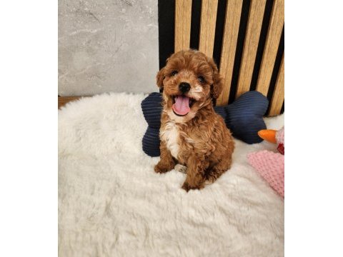 Aşılı mikroçipli pasaportlu maltipoo  yavrularımız 