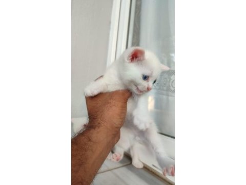 40 günlük british shorthair yavrular