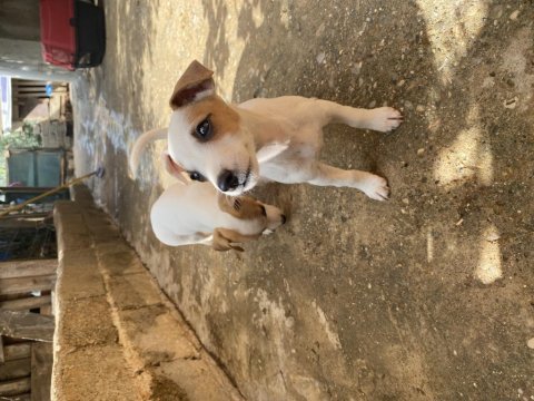 Safkan kısa bacak jack russell