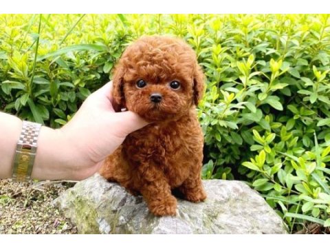 Adrese teslim toy poodle bebeklerim