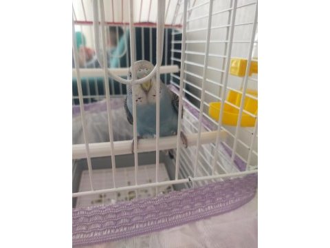 Yavru ele alışkın dişi muhabbet kuşu