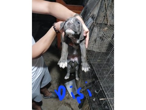 Acil dev cane corso yavrular