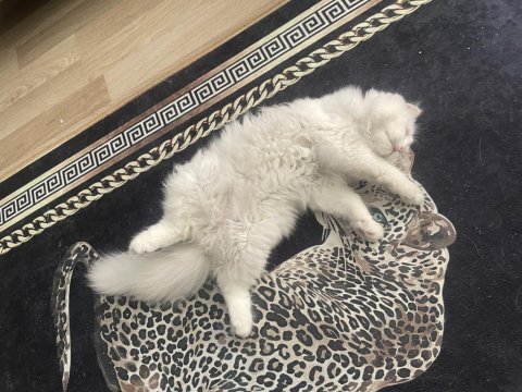 5 aylık erkek scottish fold