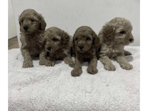 Toy poodle köpekler