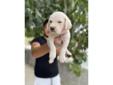 2 aylık labrador yavrularımız