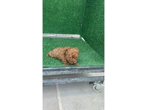 Kore kan  toy poodle yavruları