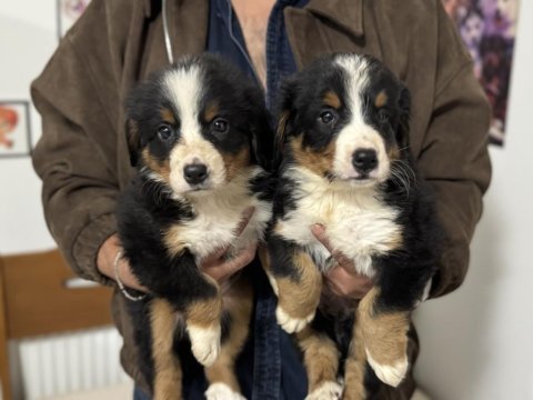 Petmode köpek çiftliğinde ziyarete açık bernese dog
