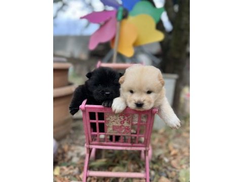 Chow chow (çin aslanı) yavrularımız