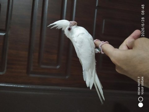 2 yavru sultan papağanı evcil