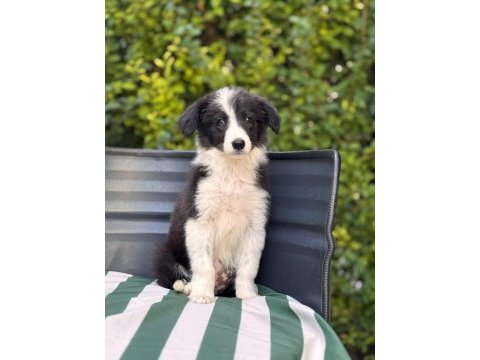 Petmode köpek çiftliğinden border coli yavrularımız
