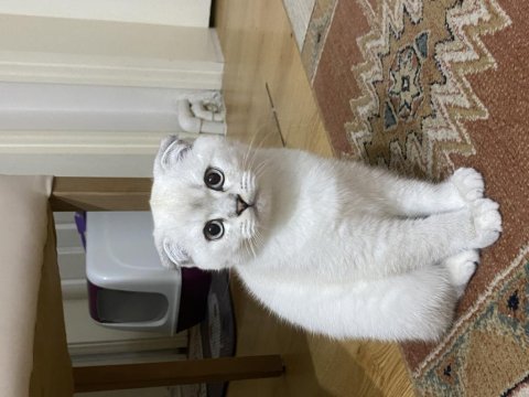 Oyuncu tatlı bir bebek scottish fold