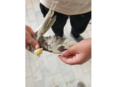 Muhteşem kalitede 2 aylık yavru sultan papağanı