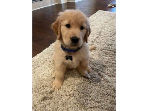 Golden retriever yavrular