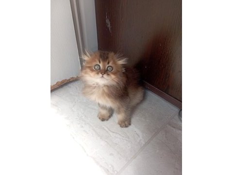 Scottish fold longhair