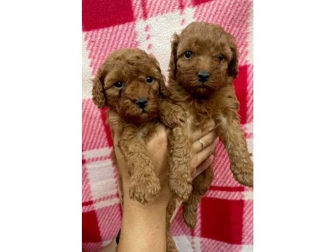 Toypoodle yavrularımız 