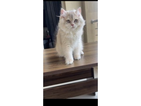 Erkek british longhair bebek