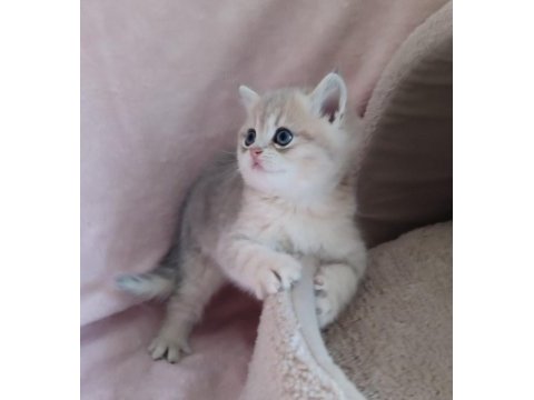 Safkan british shorthair