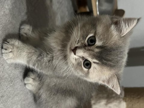 İki aylık british shorthair kedisi