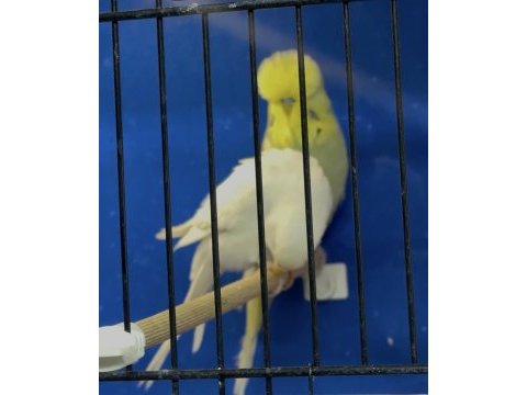 Üst vasıf gri sarı yüz sp şhow jumbo erkek kuşumuz