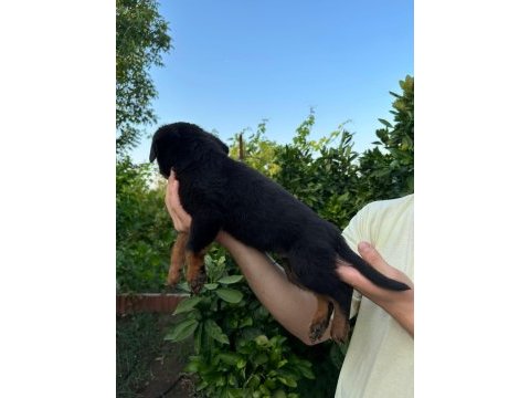 Antalya rottweiler