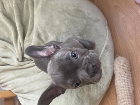 A kalite sıfır kuyruk sıfır burun ev doğum french bulldog