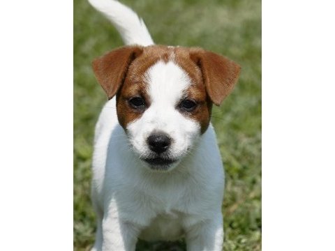 Fcı-kıf şecereli sağlıklı ve safkan kısa tüylü köpeğimiz