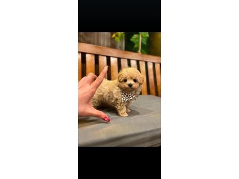 Mini boy maltipoo yavrular ankara