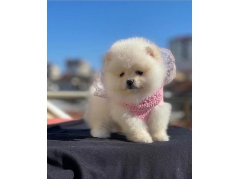 Orjinal pomeranian yavrular