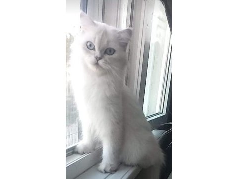 3 aylık 1 erkek 1 dışı silver point british longhair