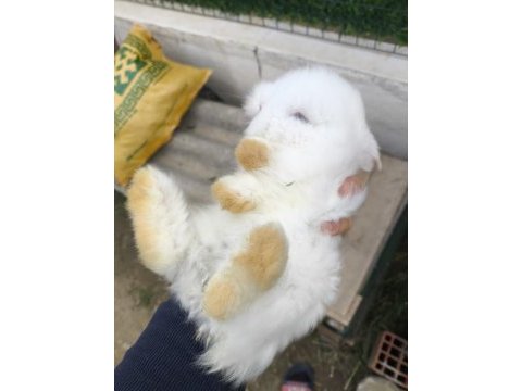 Safkan hollanda lop tavşanı bebekler