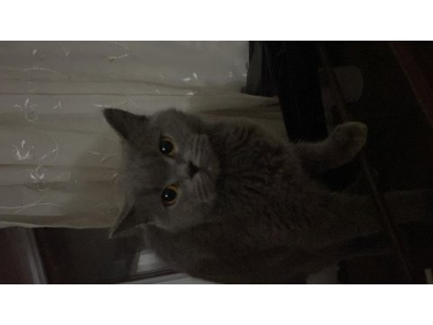 Acil sahiplendirme british shorthair