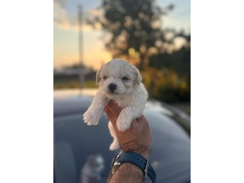 Orijinal maltese 0 boy yavrularımız