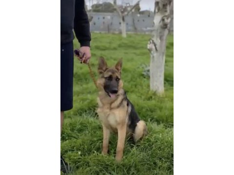Eğitimli şahsi köpeğim