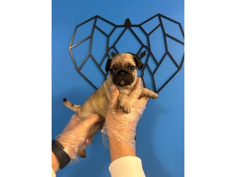 Orijinal pug mops bebekler