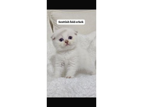 Scottish fold tatlışlerim