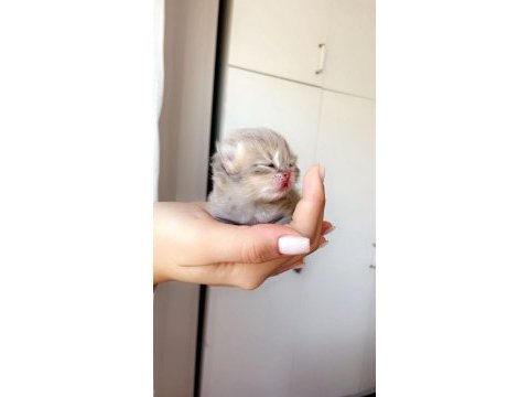 Üst sınıf british longhair yavrularımız