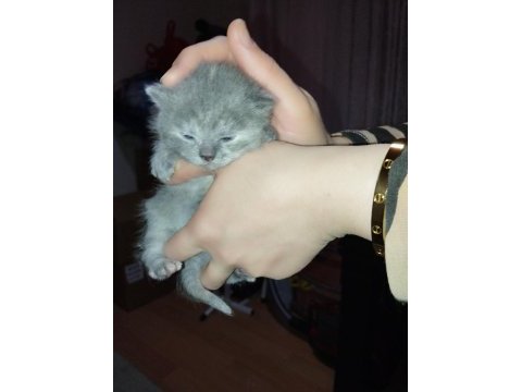 Yeni doğmuş scottish fold yavrular