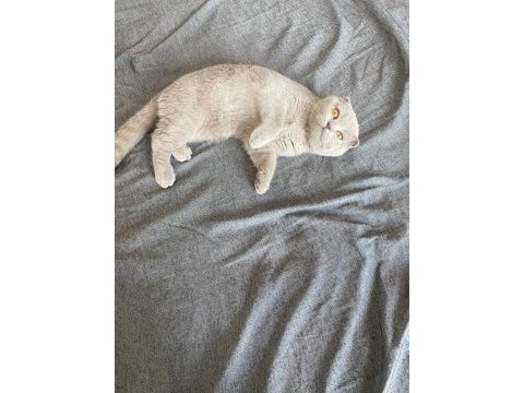 Lilac rengi scottish fold 5 aylık dişi