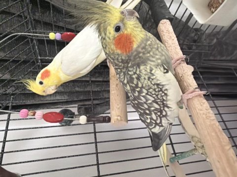 Uyumlu çift sultan papağanı