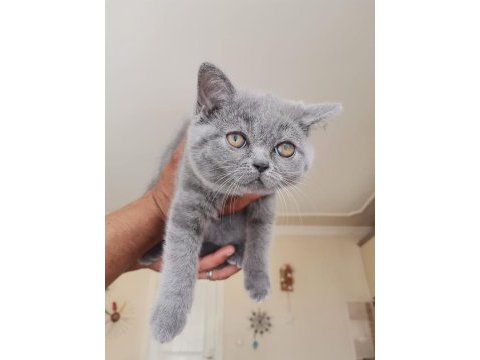 British shorthair 50 günlük