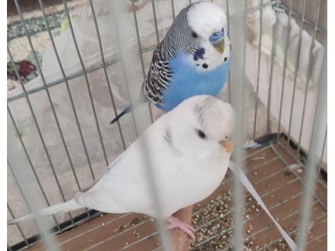 Sağlıklı cift muhabbet kuşları