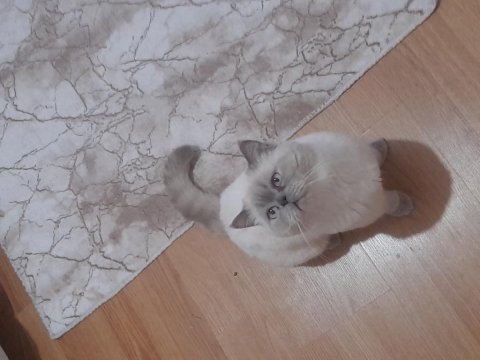 Tatlı british longhair kedimize yeni yuva arıyoruz